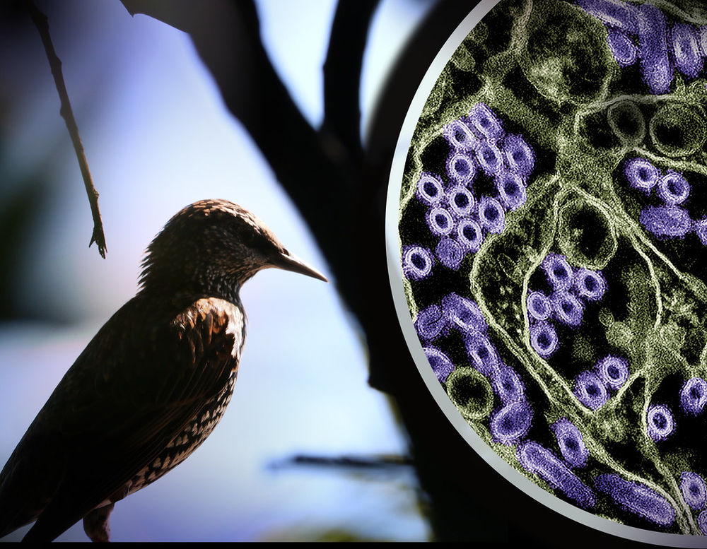 H5N1, « grippe aviaire »